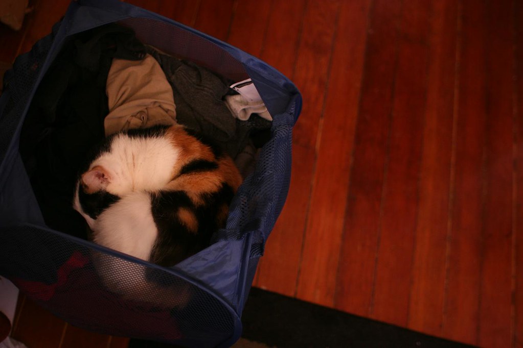 Laundry cats The kitties discover cozy new laundry conveya… alex