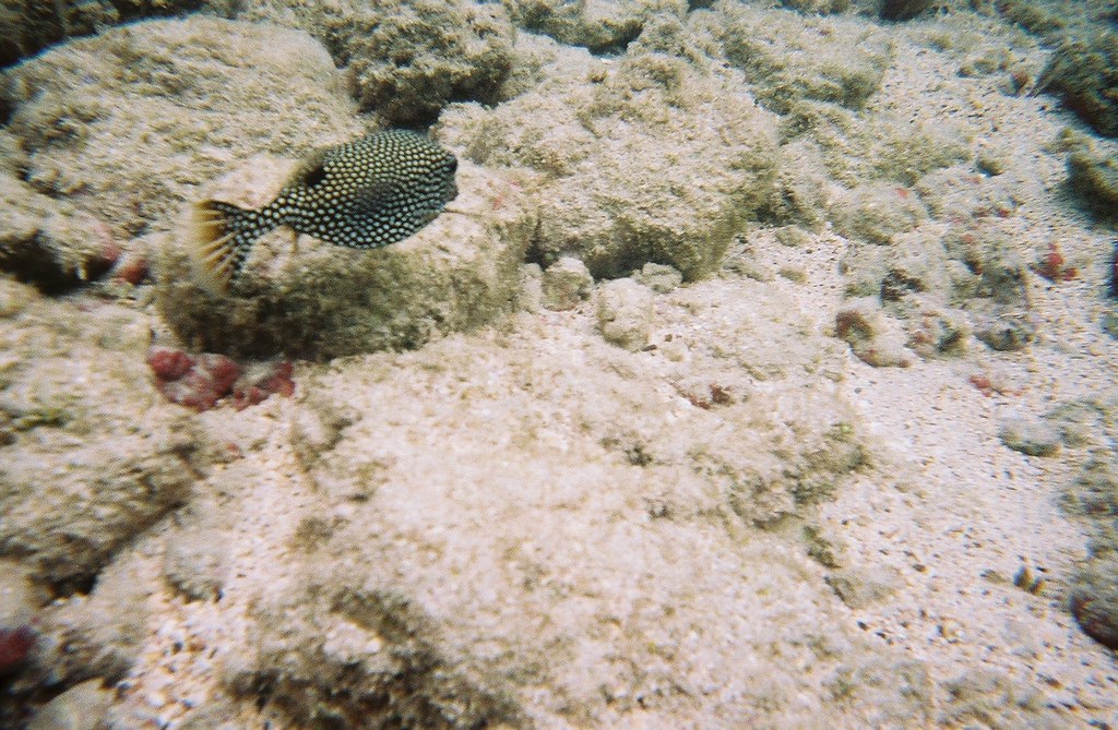 Puffer fish Hanauma Bay, Oahu. (HanaumaBay_19) jdegenhardt Flickr