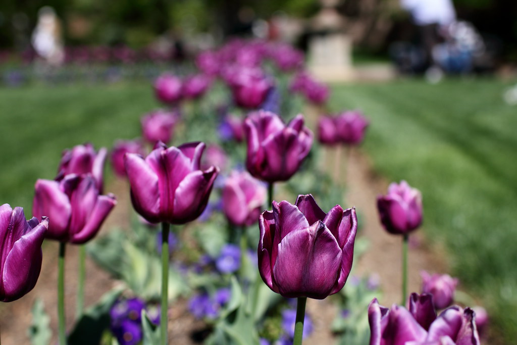 Smithsonian Tulips 2 Purple tulips (I think) in the Haupt … Flickr