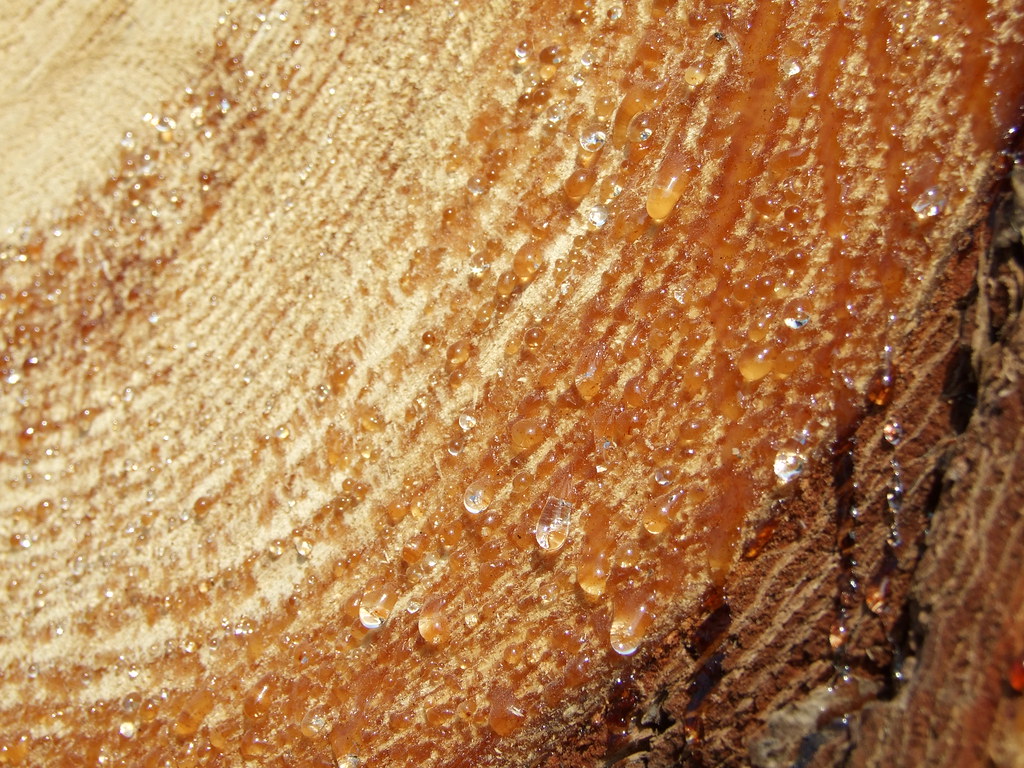 Tree sap This is sap oozing from logged pine trees Brian Flickr