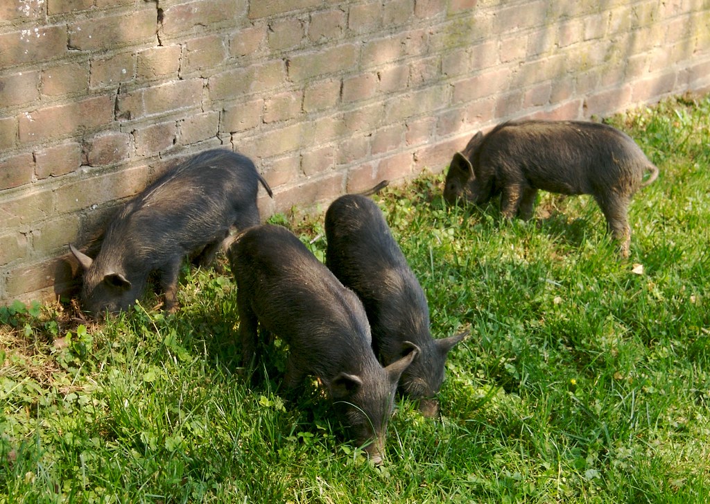 Piglets Piglets, rooting near a garden wall, Mt Vernon. reivax Flickr