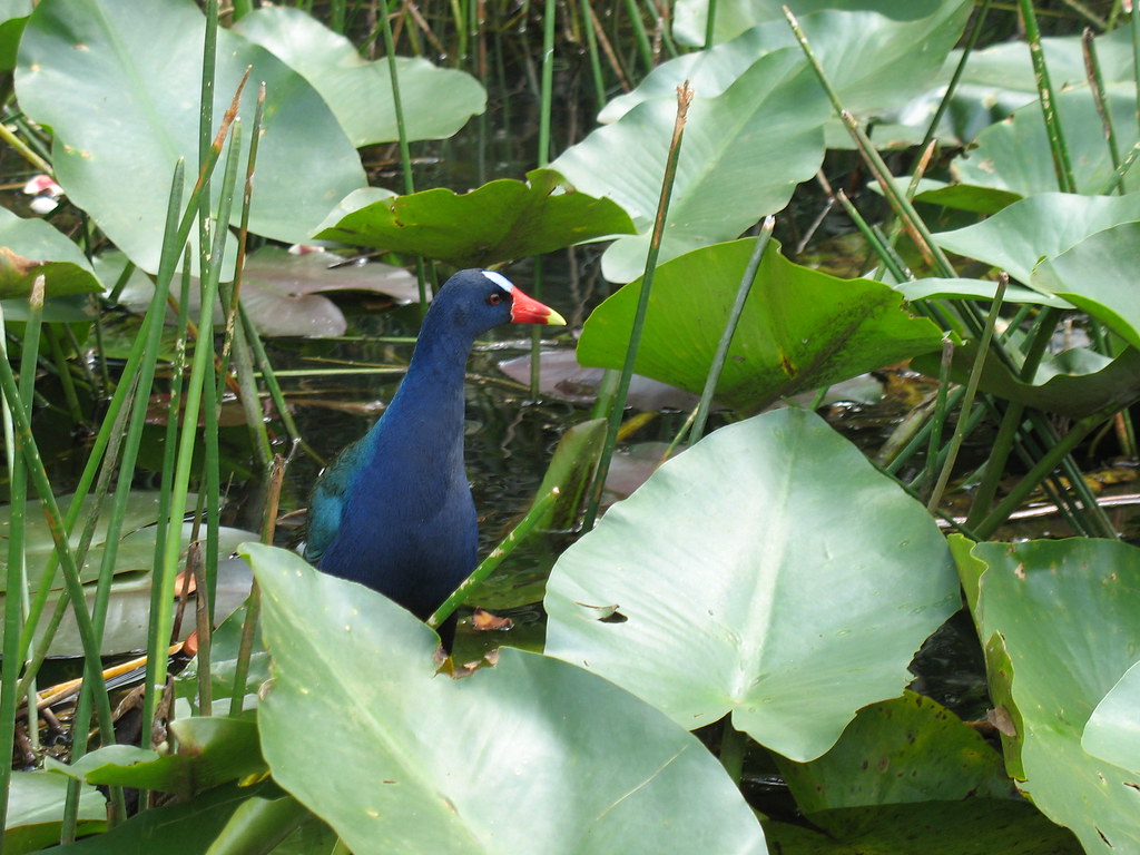 Sea Chicken_2489.JPG Lindsey Anderson Flickr