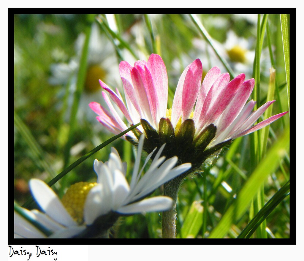 Daisy, Daisy Daisy Daisy, give me your answer do, I'm half… Flickr