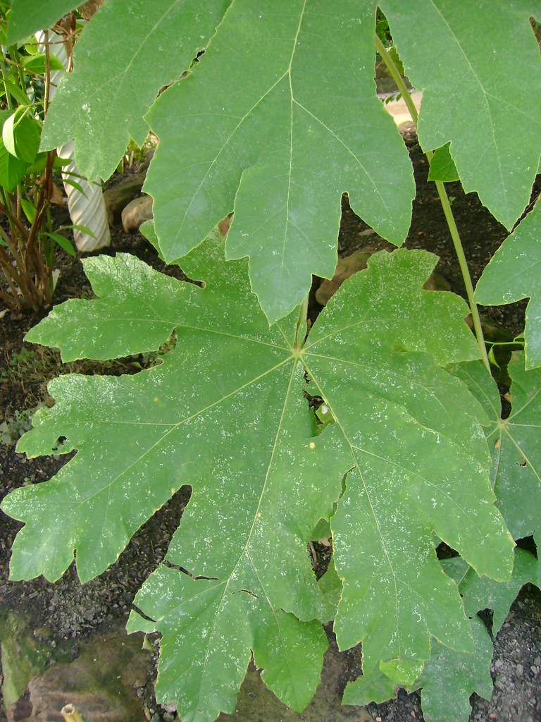 Rice Paper Plant Leaf The Rice Paper plant is native to Ta… Flickr
