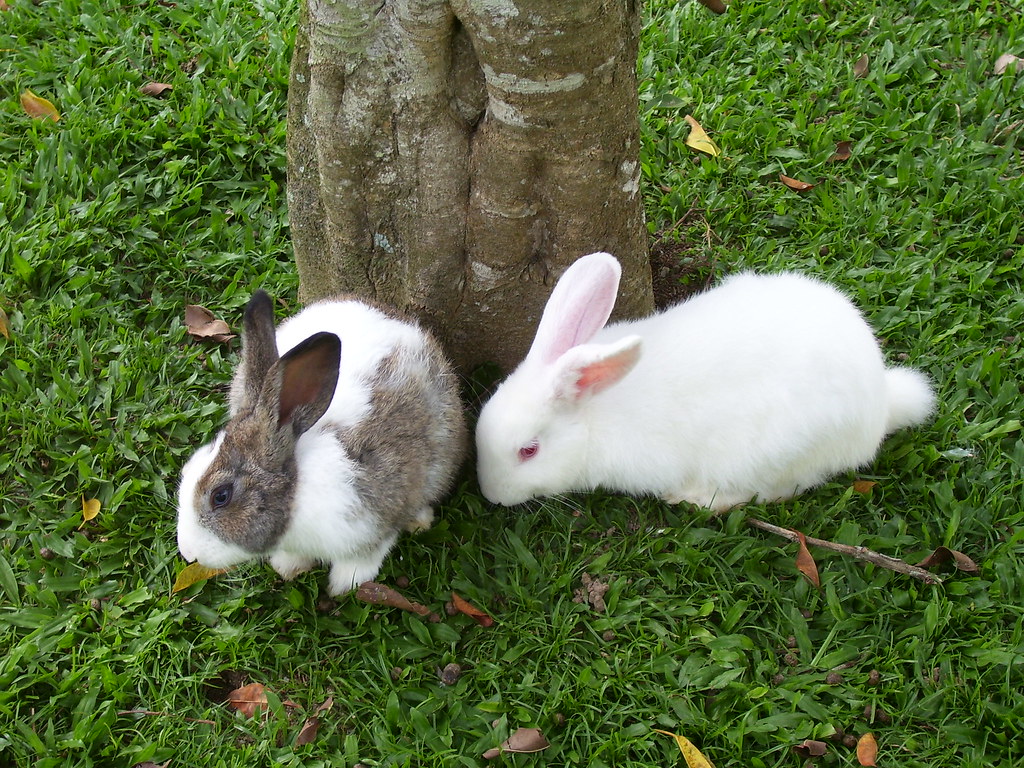 Rabbit Farm, Berjaya Hills tian yake Flickr