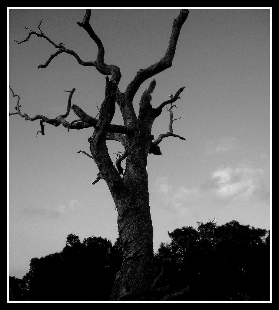 fake plastic trees Ian Flickr
