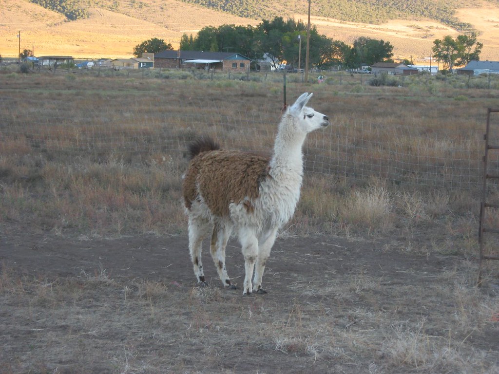 Llama, Koosharem, Utah Koosharem is a town in Sevier Count… Flickr