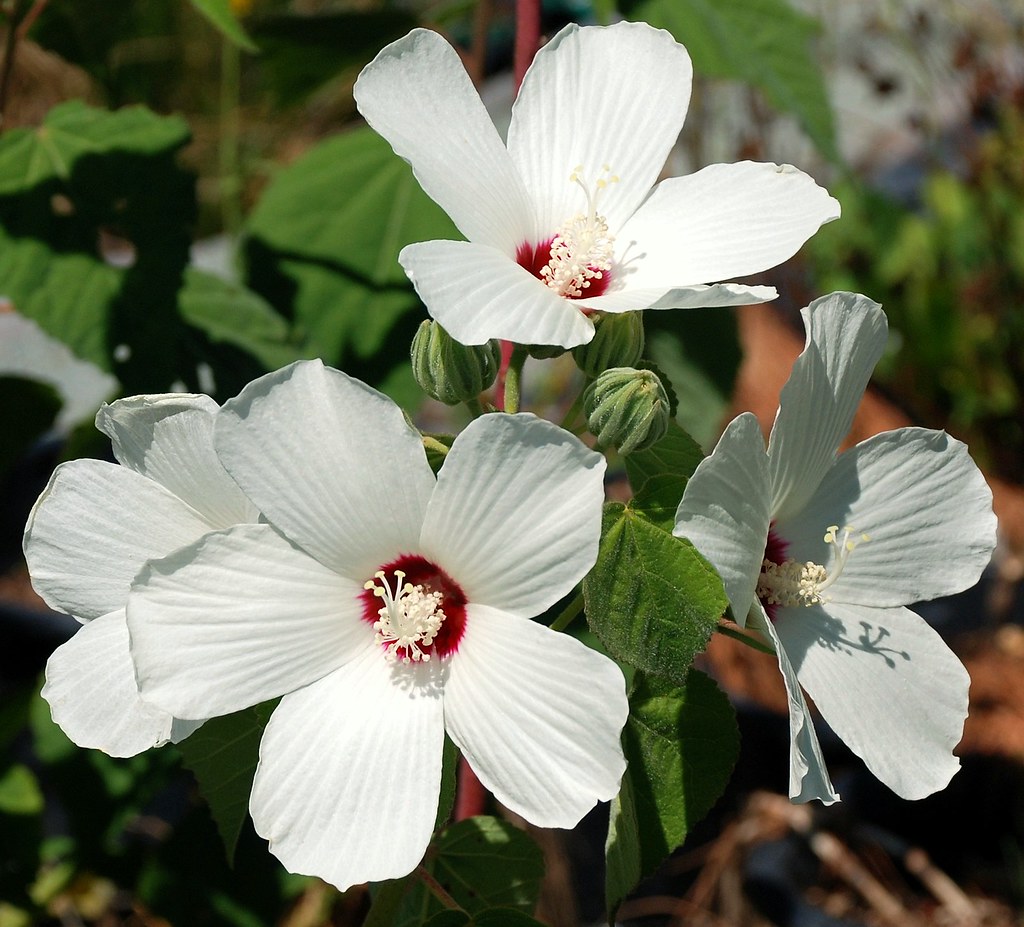 Flickriver Photoset 'Hibiscus lasiocarpus California Hibiscus' by