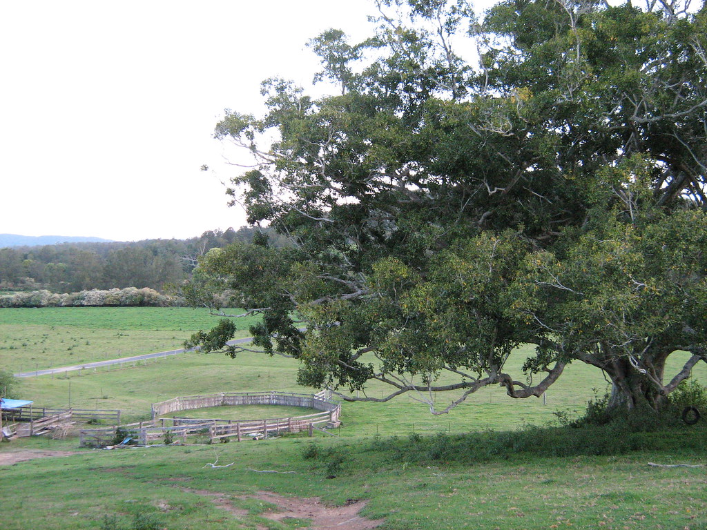 Fig tree at Sunny Corner Sunny Corner, near Bellingen, NSW… Flickr