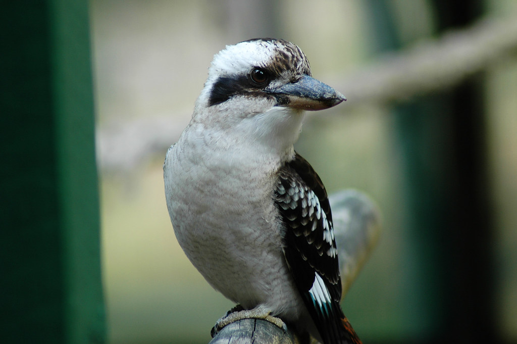 Kookaburra, looking behind This curious kookaburra is perc… Flickr