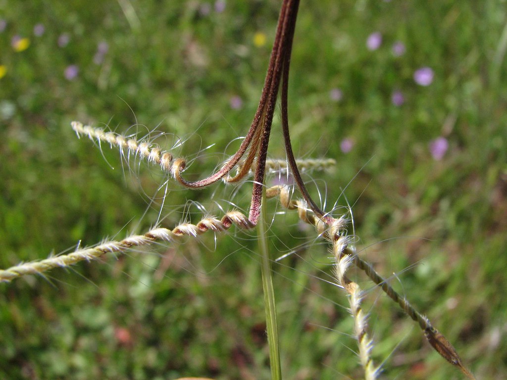 Erodium sp. These corkscrew seeds is one of the things tha… Flickr