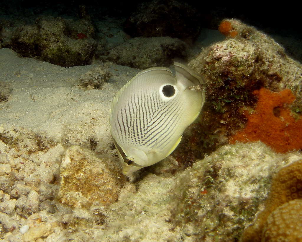 4 Eyed Butterfly fish stokes rx Flickr