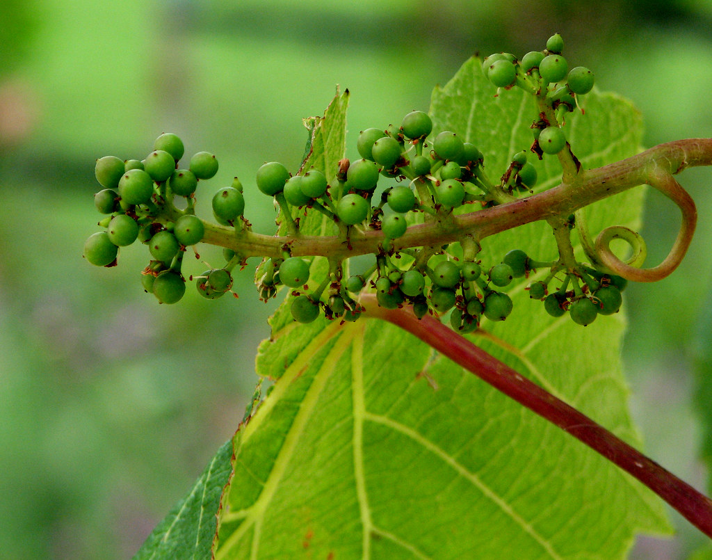 baby grapes Lei Flickr