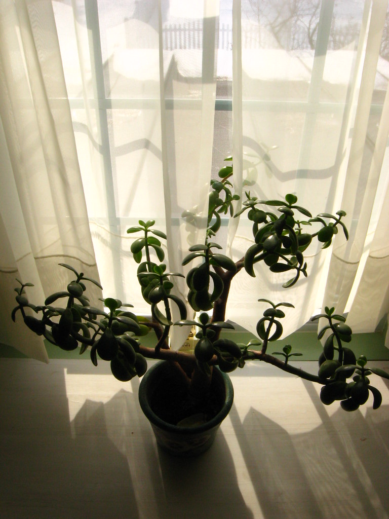 Castleton, VT Plant in window, Applewood Manor B&B, Castle… Flickr