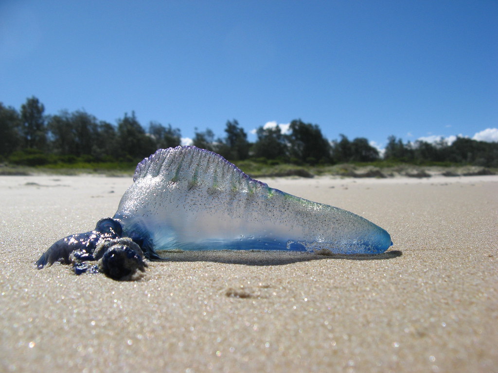 blue bottle jellyfish Blue bottle jellyfish, on Kioloa