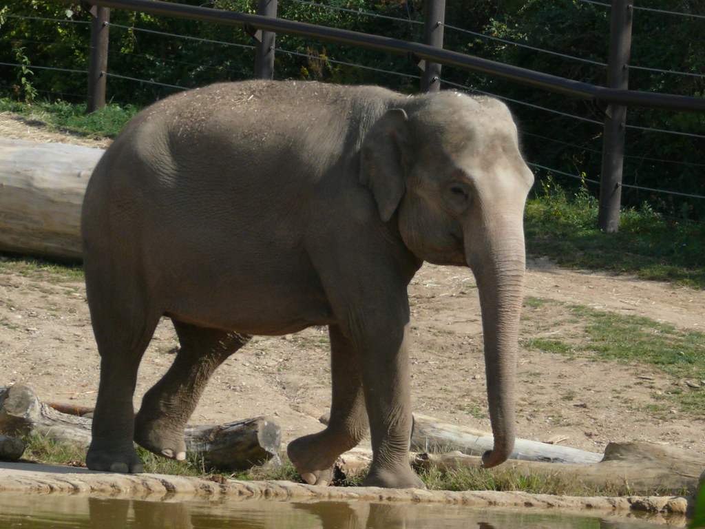 Columbus Zoo marada Flickr