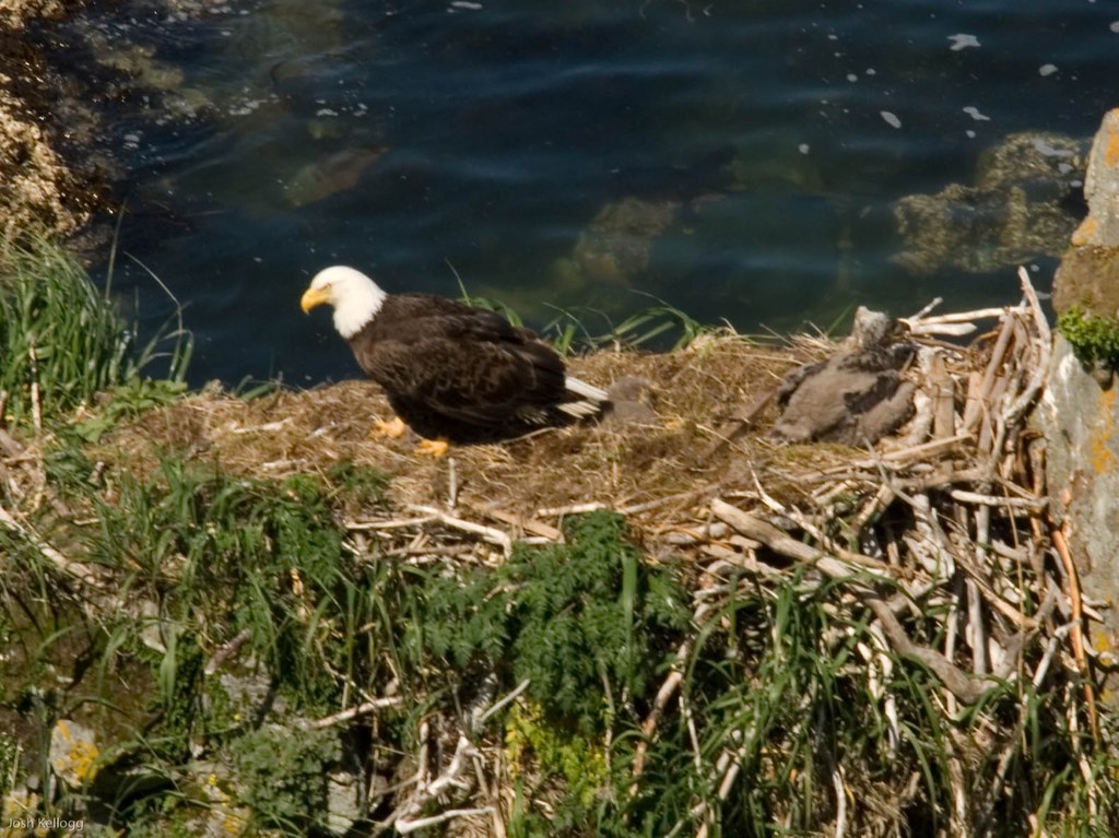 ALAK08D127.jpg Bald eagle nest with youngin in it, Dutch … Flickr