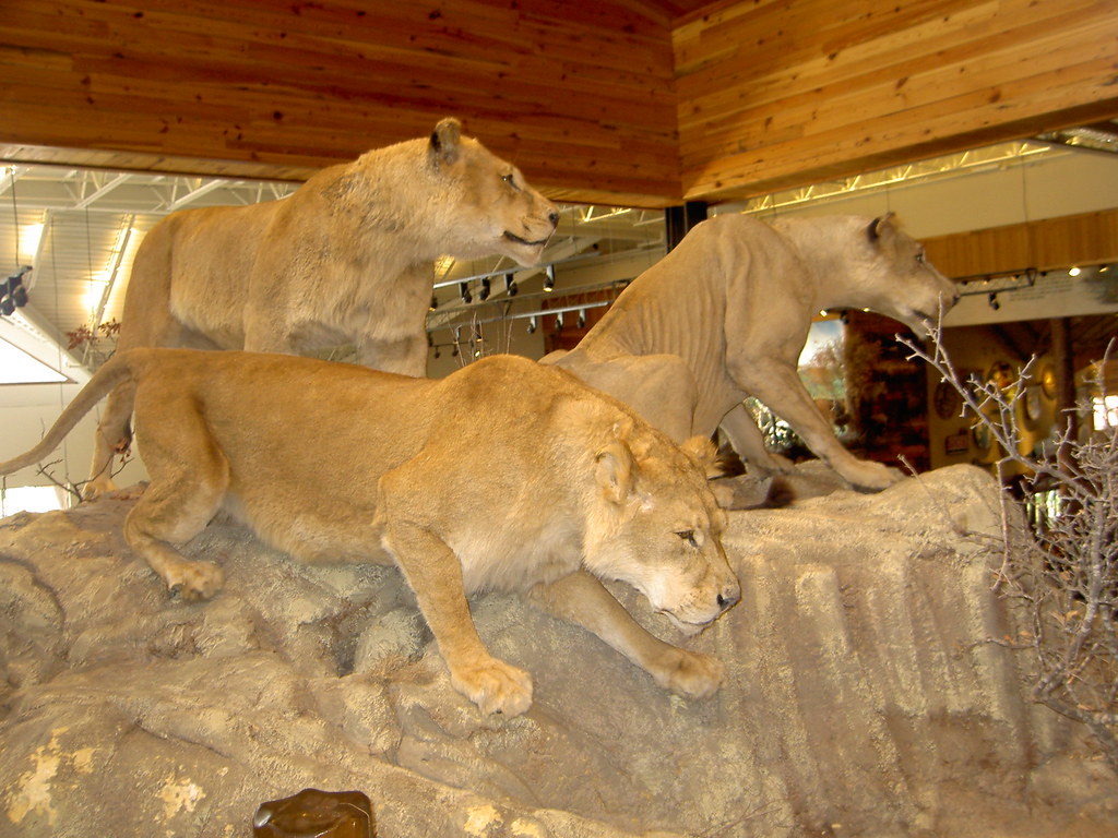 San Antonio Bass Pro Shops African Lions Bass Pro Shops Sa… Flickr