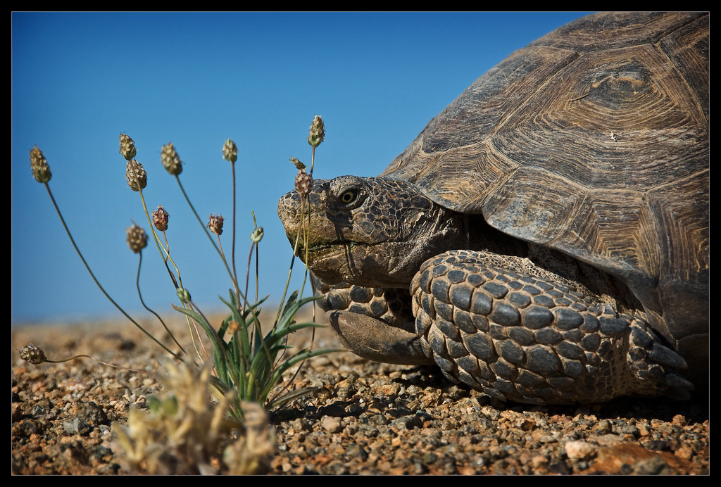 Desert Tortoise One of three desert tortoises I saw today.… Flickr