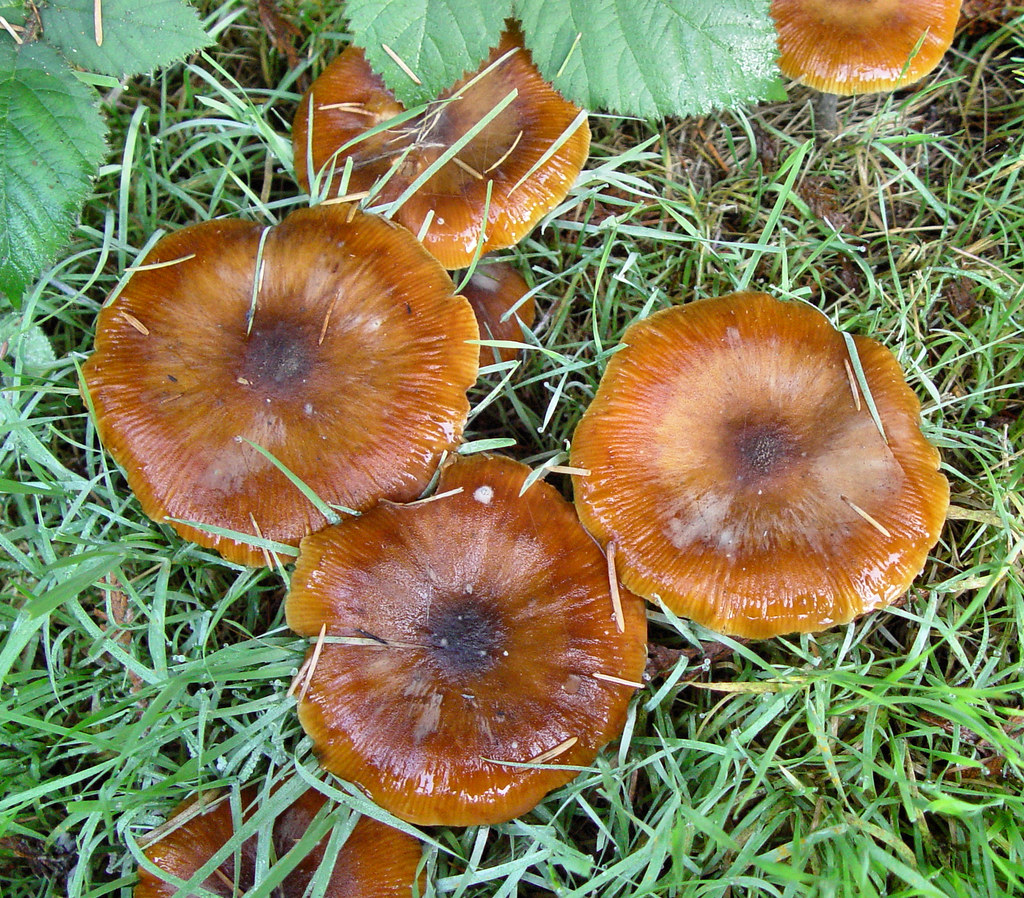 Brown Mushrooms ID Anyone? A top view, seen while stayin… Flickr