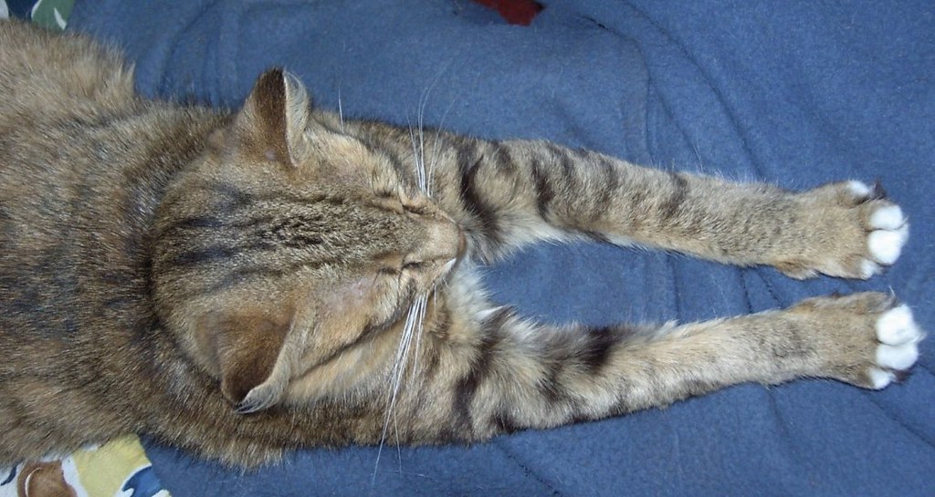 Small cat, long arms Aerial view of Garance Larazoni Flickr