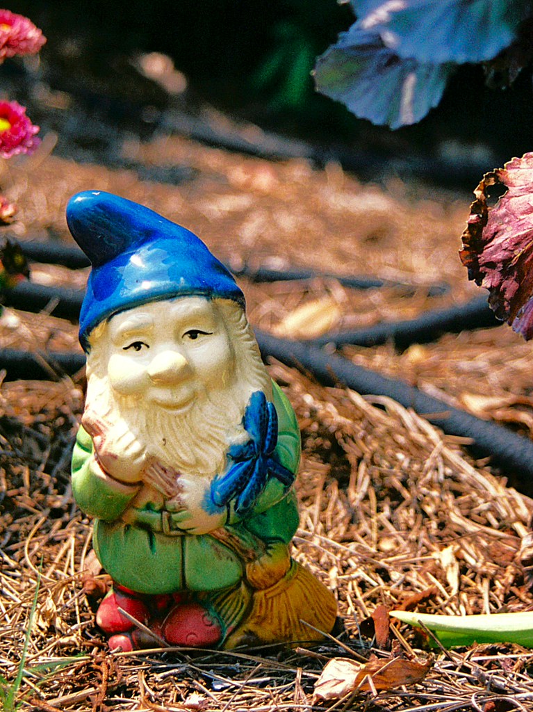 Happy Gnome Happy little gnome in my front yard. RobertMouse Flickr
