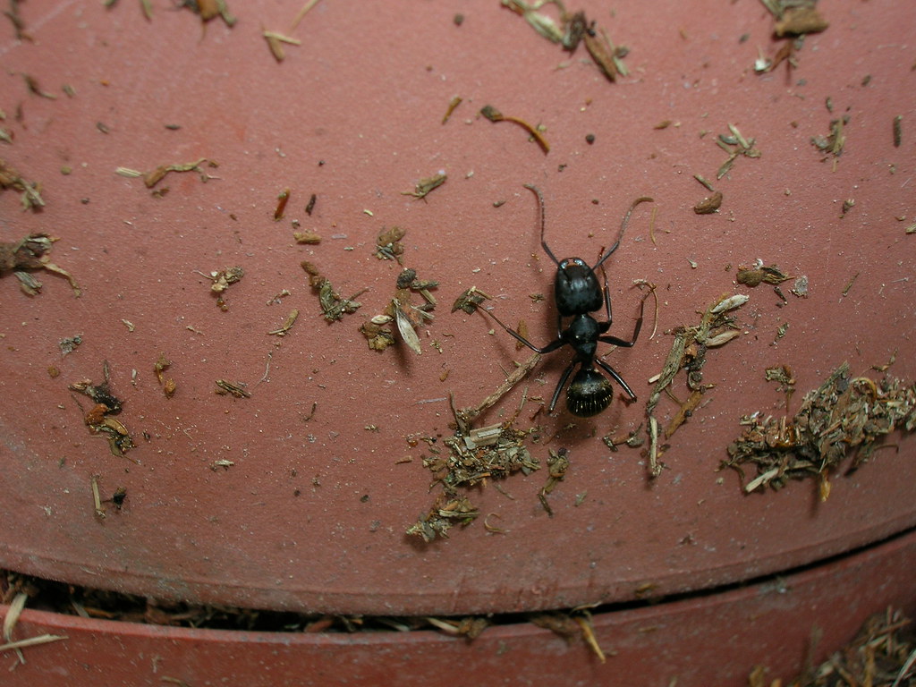 Ant002 Carpenter Ant on a flower pot Damian Nemirovsky Flickr