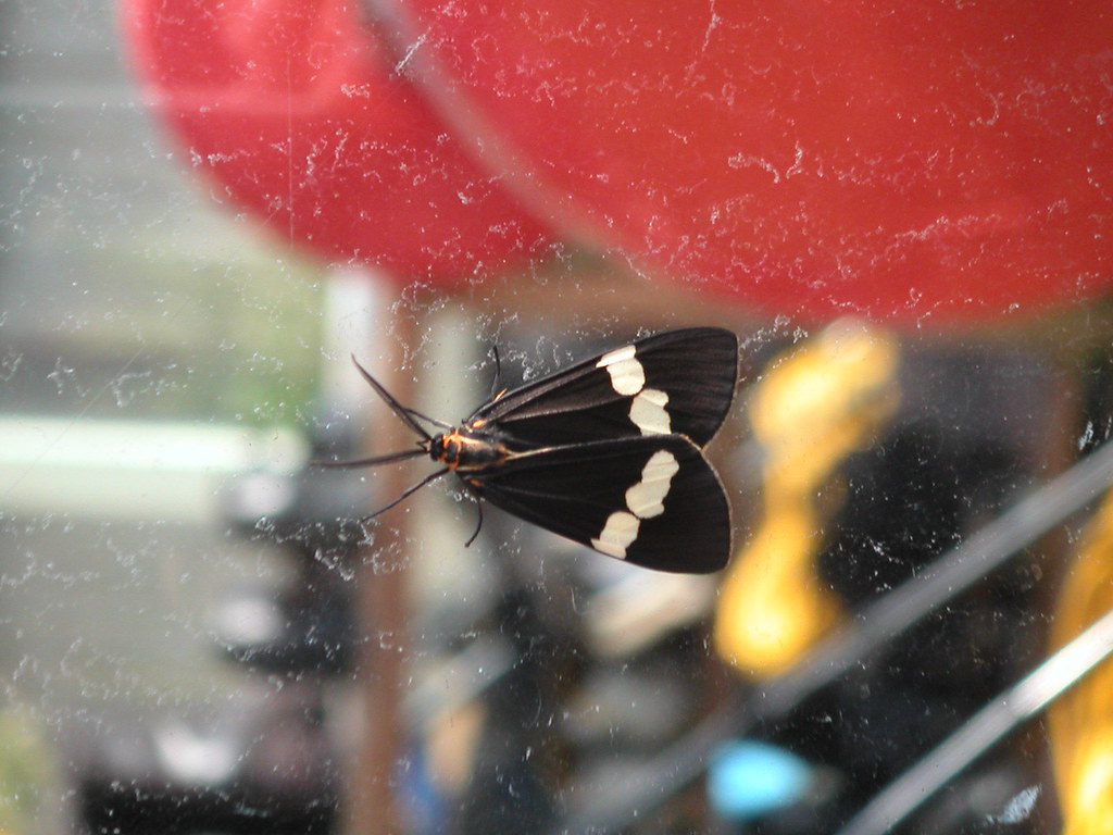 Magpie moth New Zealand native magpie moth. See en.wikipe… Flickr