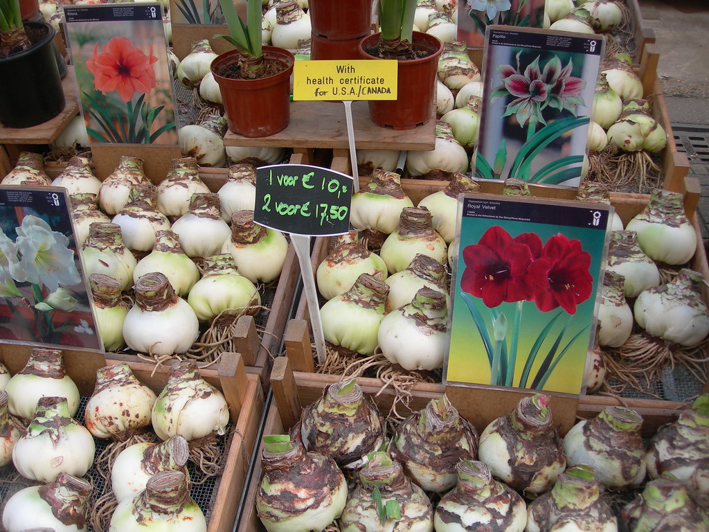 flower bulbs for sale amsterdam catched22 Flickr