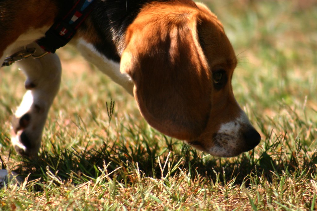 Sniffer Here is a classic picture of Ty doing the Beagle t… Flickr