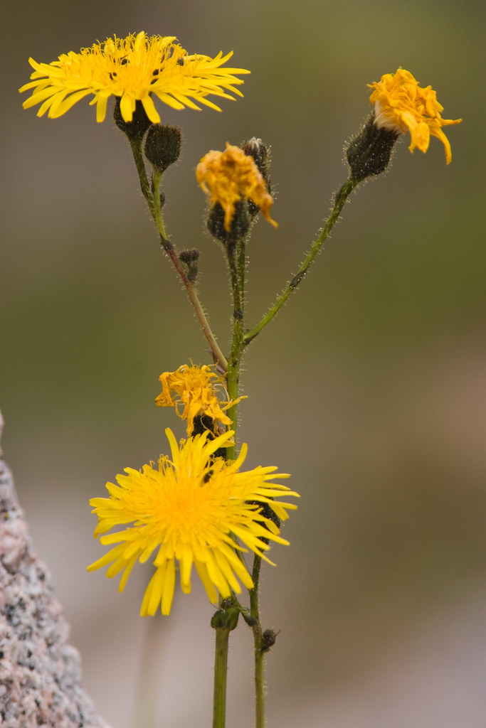 Yellow Flowers on the beach at Mull, Scotland. Guideliner … Flickr