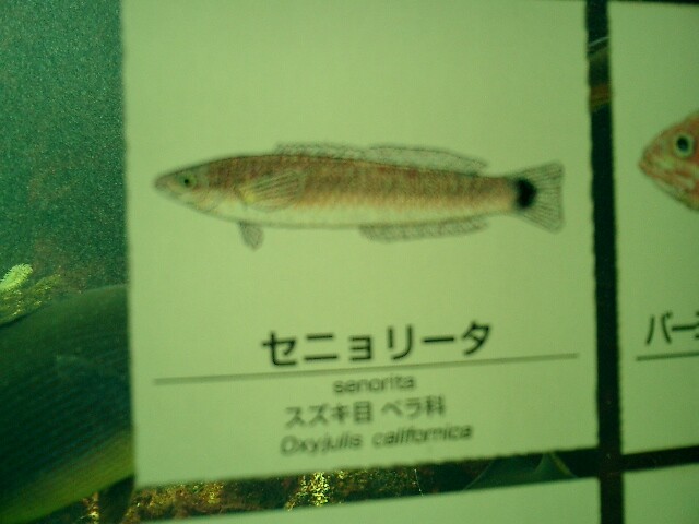 [最も選択された] 変な名前 動物 199202変な名前 動物 Gambarsaetri