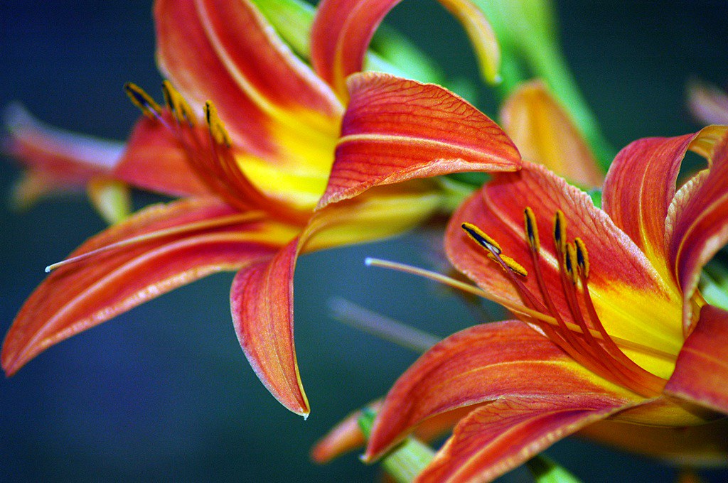 Flowers Goldsboro, MD mkl Flickr