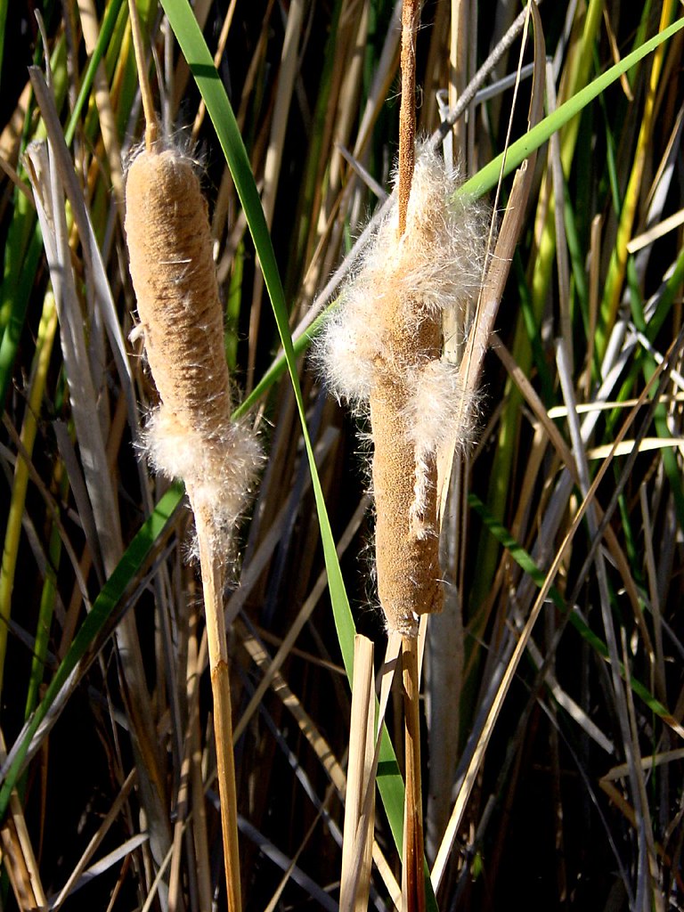 Cattail Cotton These cattails are breaking out in cotton! … Flickr