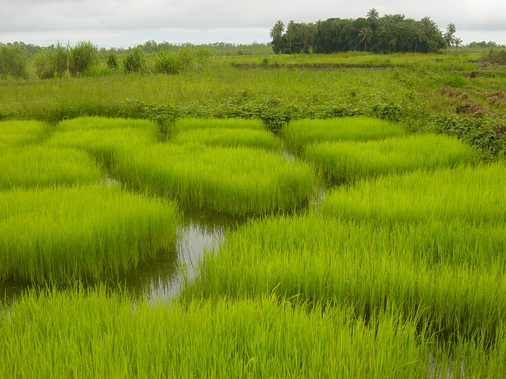 rice fields Benty, Forécariah, GuineaConakry, rainy seaso… Flickr