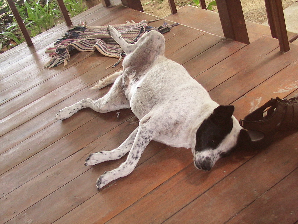 "Stinky" This is the most foulsmelling dog I have ever me… Flickr