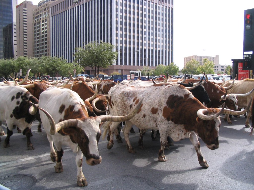downtown dallas stampede 017 Leia Scofield Flickr