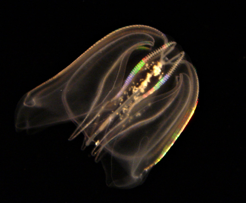 Abyss Flashing rainbows of light refracted by the wiggling… Flickr