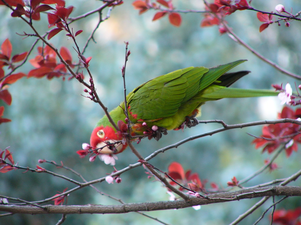parrot I didn't know the parrots like to eat plum blossoms… Flickr