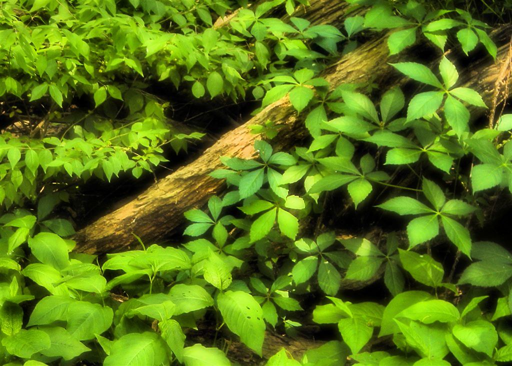 Woodbine K2D2vaca Flickr