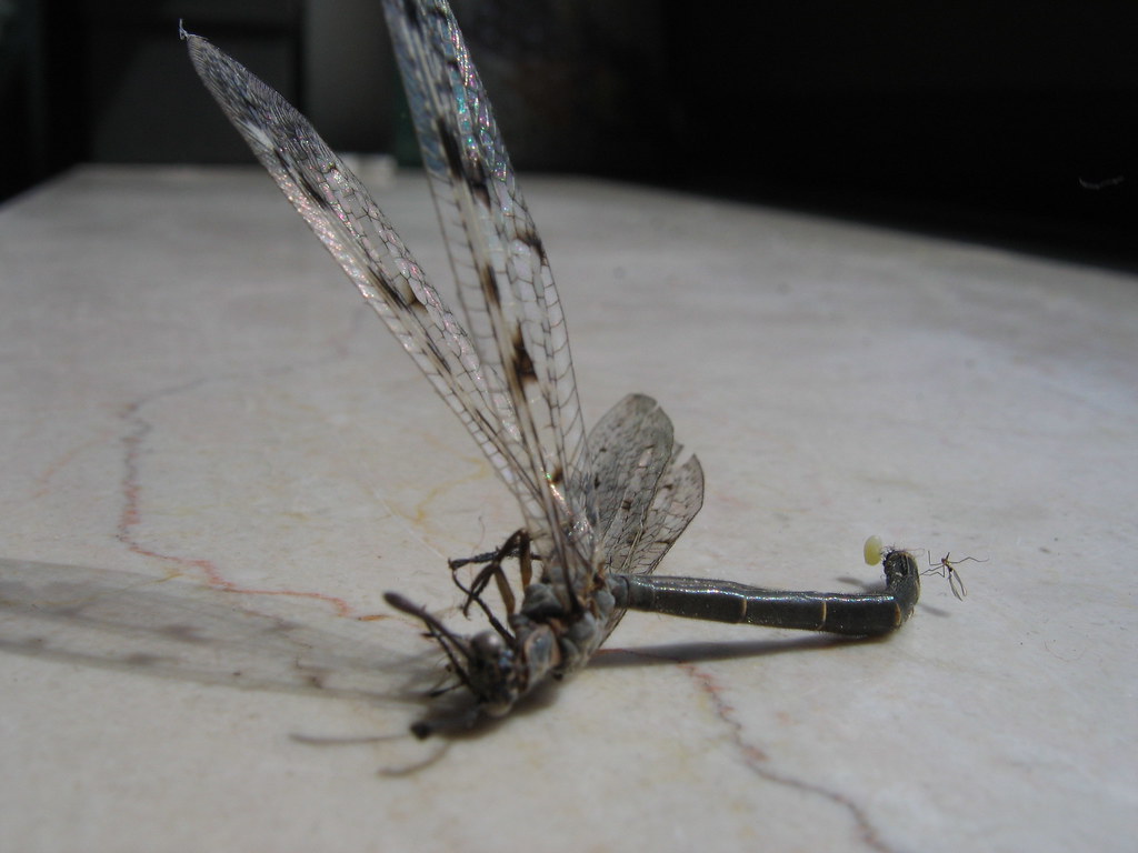 Dead Dragonfly This dragonfly is dead... Wonder why. Jannis Andrija