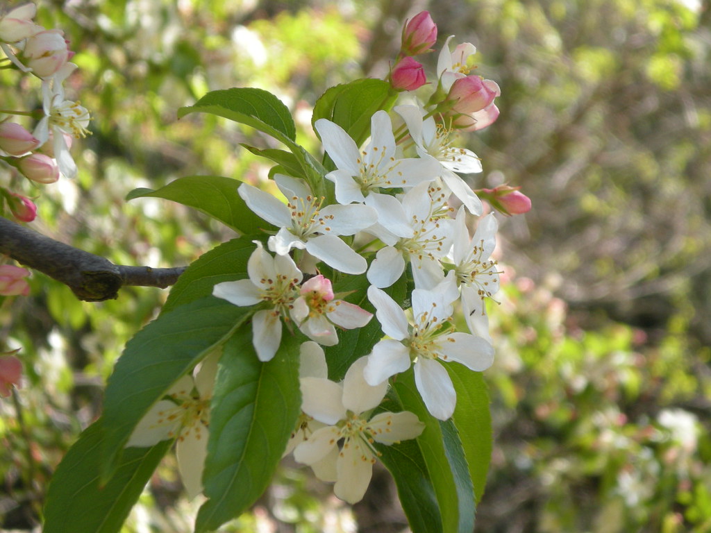 Malus toringo (toringo crabapple) origin Nagano Prefectu… Flickr