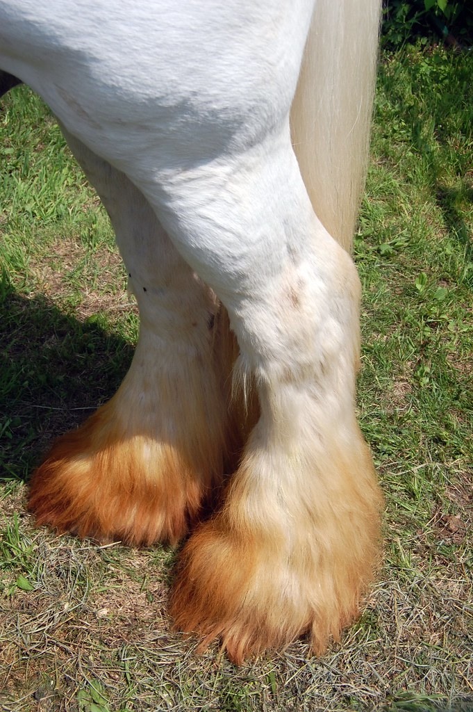 Great Leg Warmers Shire Horse Garfield Farm's Rare Breed S… S&J Inc