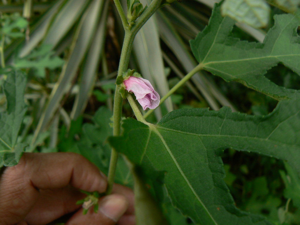Nalla Benda (Telugu నల్ల బెండ) Malvaceae (mallow family) … Flickr