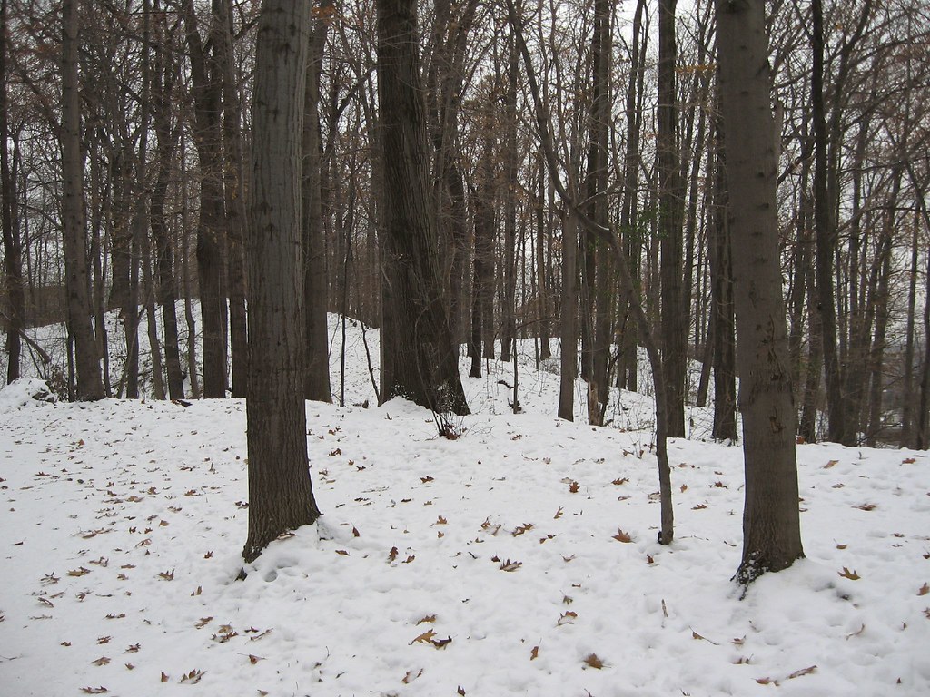 Washington Grove J0nas3 Flickr