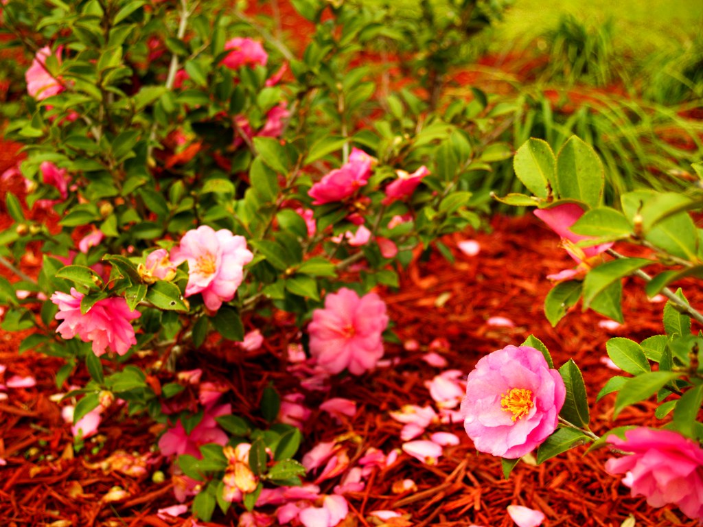 Flowers Tallahassee, Florida. January 2008 View Large On B… Flickr