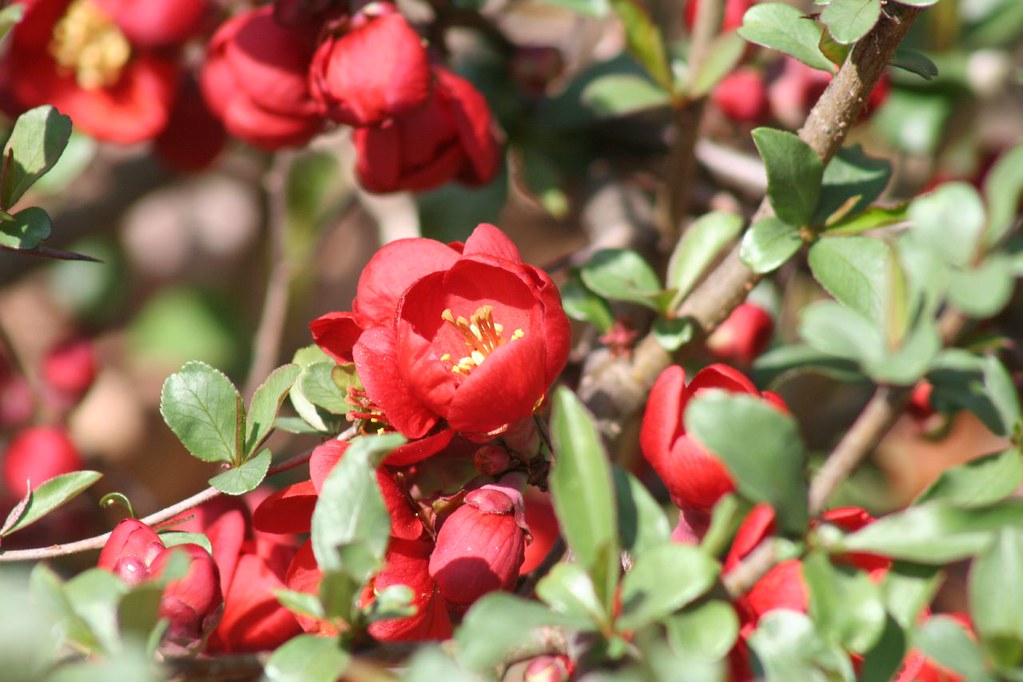 Extra IMG_0309 Flowering Quince bushes are blooming Karen Chase