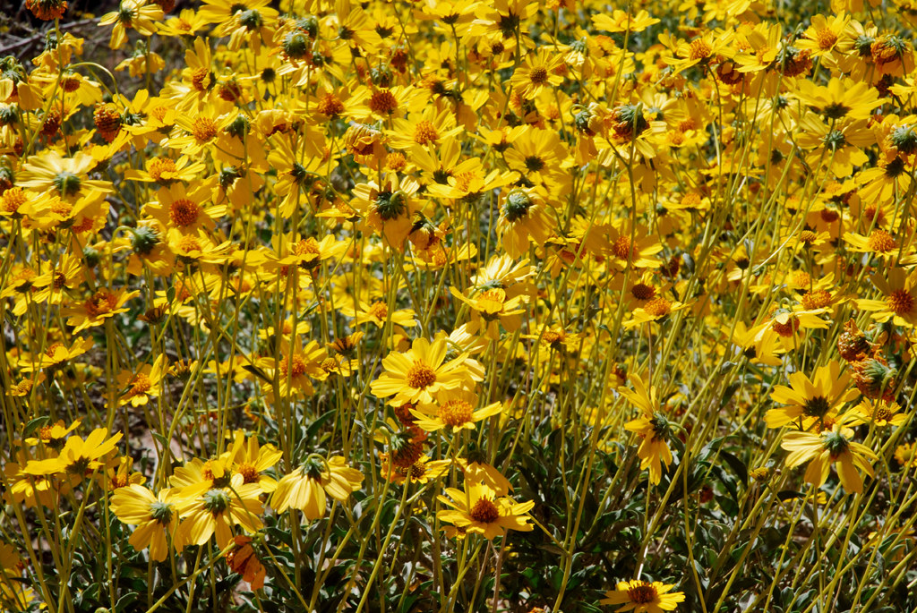 Grand Canyon Flowers bPhoto Flickr