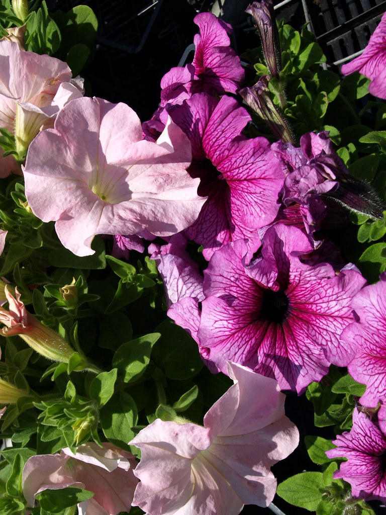Zone 8 Nursery and Garden Center, Wilmington NC Spring 2009 Flickr
