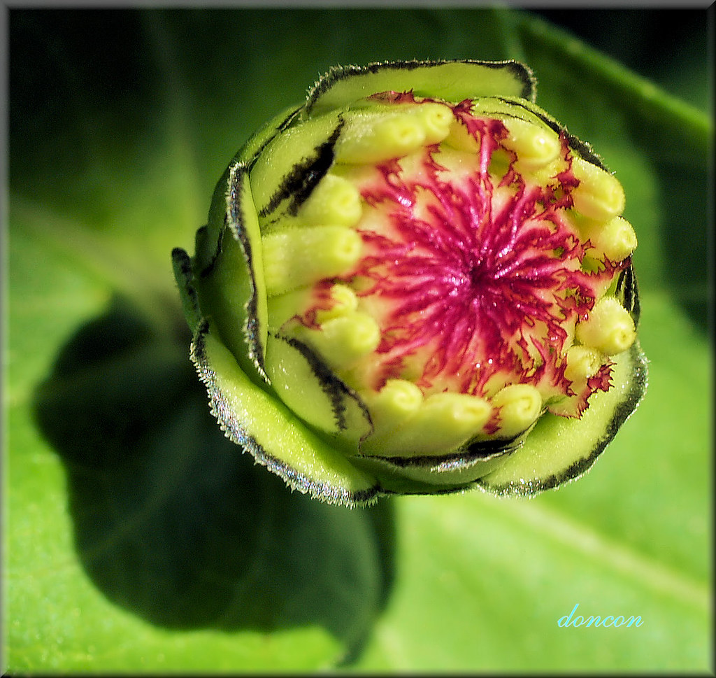 After The Fly Flowers from our Garden Boynton Beach, Flor… Flickr